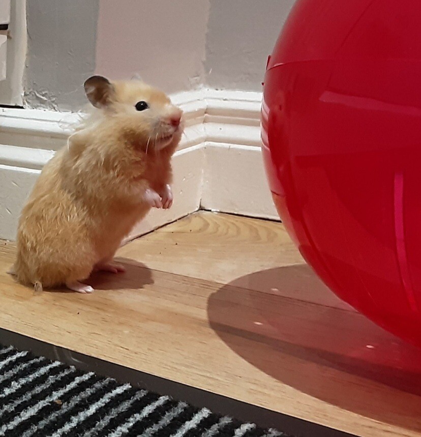 syrian hamster gumtree